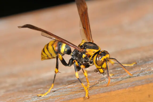 刺され た アシナガバチ 【毒のカクテル】蜂毒と刺された時の対処法